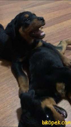 Orjinal Safkan Dişi Ve Erkek Rottweiler Yavruları 2