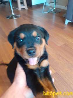 Orjinal Safkan Dişi Ve Erkek Rottweiler Yavruları 5
