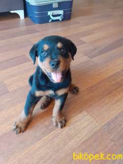 Orjinal Safkan Dişi Ve Erkek Rottweiler Yavruları 3