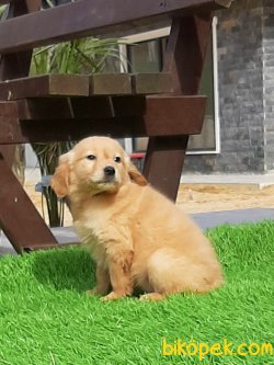 Orjinal Safkan Golden Retriever Yavrulari 2