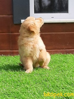 Orjinal Safkan Golden Retriever Yavrulari 4