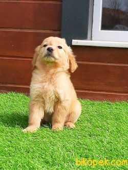 Orjinal Safkan Golden Retriever Yavrulari 1