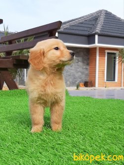 Orjinal Safkan Golden Retriever Yavrulari 5