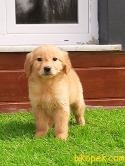 Orjinal Safkan Golden Retriever Yavrulari 3