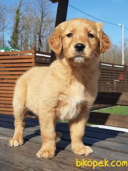 ORJİNAL SAFKAN GOLDEN RETRIEVER YAVRULARI 5