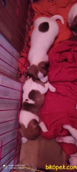 ORJİNAL SAFKAN JACKK RUSSEL YAVRULAR 3