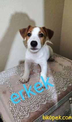 ORJİNAL SAFKAN JACKK RUSSEL YAVRULAR 1