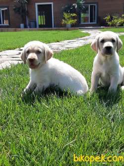 %% ORJINAL SAFKAN LABRADOR RETRIEVER YAVRULARIMIZ 1