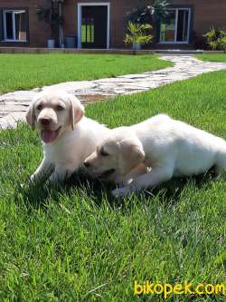 %% ORJINAL SAFKAN LABRADOR RETRIEVER YAVRULARIMIZ 3