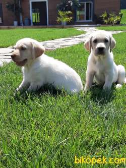 %% ORJINAL SAFKAN LABRADOR RETRIEVER YAVRULARIMIZ 2