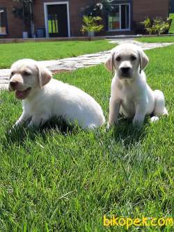 %% ORJINAL SAFKAN LABRADOR RETRIEVER YAVRULARIMIZ 4