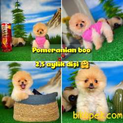 Orjinal Safkan Pomeranian Boo Dişi Yavrumuz PENA / Yavrupatiler 1