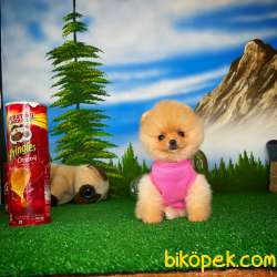 Orjinal Safkan Pomeranian Boo Dişi Yavrumuz PENA / Yavrupatiler 4