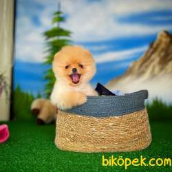 Orjinal Safkan Pomeranian Boo Dişi Yavrumuz PENA / Yavrupatiler 5