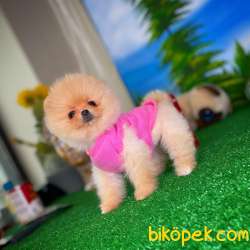 Orjinal Safkan Pomeranian Boo Dişi Yavrumuz PENA / Yavrupatiler 2