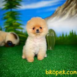 Orjinal Safkan Pomeranian Boo Dişi Yavrumuz PENA / Yavrupatiler 3