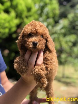 ORJINAL SAFKAN POODLE BEBEKLERIMIZ 1