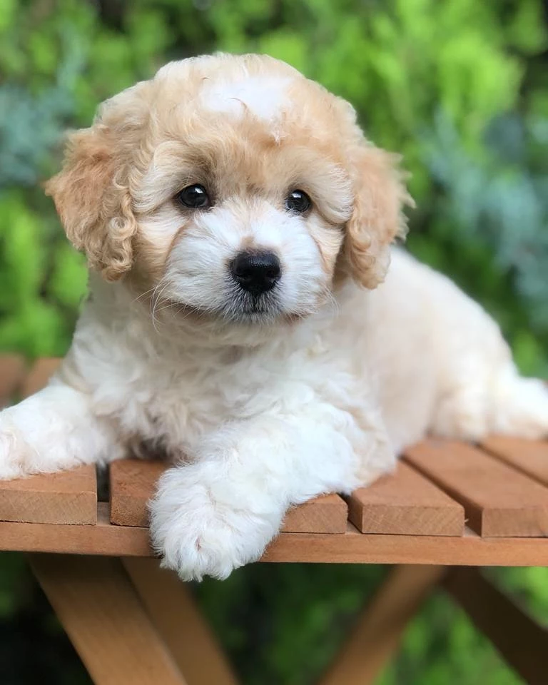 Orjinal Safkan Sevimli Maltipoo Dişi Yavrumuz 1