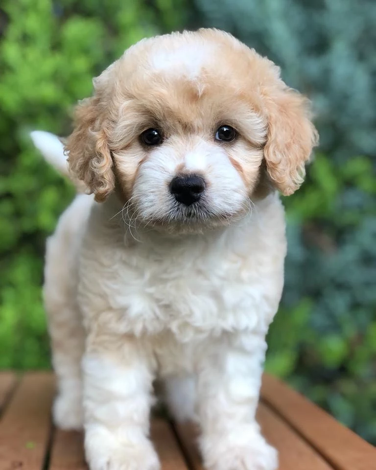 Orjinal Safkan Sevimli Maltipoo Dişi Yavrumuz 2