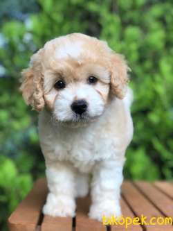 Orjinal Safkan Sevimli Maltipoo Dişi Yavrumuz 3