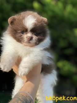ORJİNAL SAFKAN TEDDY FACE POMERANİAN BOO YAVRULARIMIZ 1