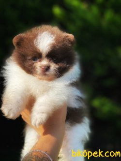 ORJİNAL SAFKAN TEDDY FACE POMERANİAN BOO YAVRULARIMIZ 2
