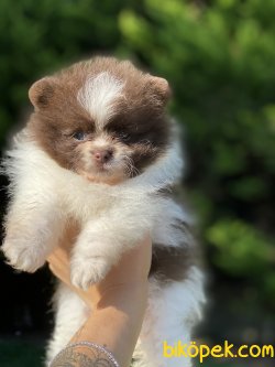 ORJİNAL SAFKAN TEDDY FACE POMERANİAN BOO YAVRULARIMIZ 3