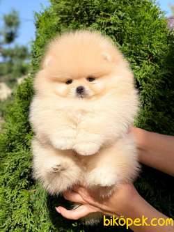 Orjinal Safkan Teddy Face Pomeranian Boo Yavrularimiz 2