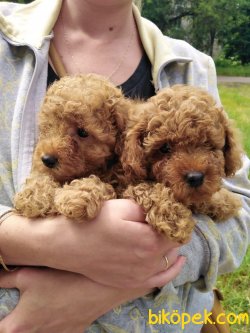 ORJINAL SAFKAN TOY POODLE BEBEKLER 2