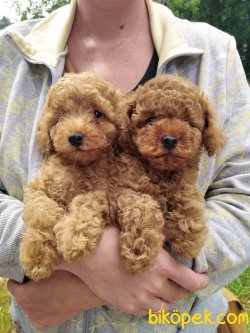 ORJINAL SAFKAN TOY POODLE BEBEKLER 1