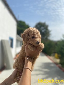 ORJINAL SAFKAN TOY POODLE BEBEKLERIMIZ 2