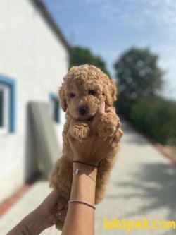 ORJINAL SAFKAN TOY POODLE BEBEKLERIMIZ 3