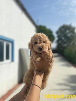 ORJINAL SAFKAN TOY POODLE BEBEKLERIMIZ 1