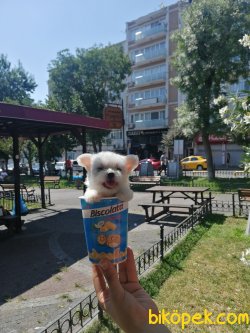 Orjinal Sağlıklı  Sevimli 1