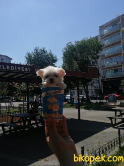 Orjinal Sağlıklı  Sevimli 2