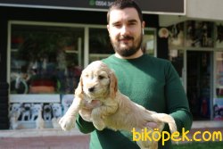 ORJİNAL SATILIK AMERİCAN COCKER YAVRULARI 1