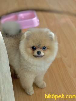 ORJİNAL SECERE BELGELİ POMERANİAN BOO 3