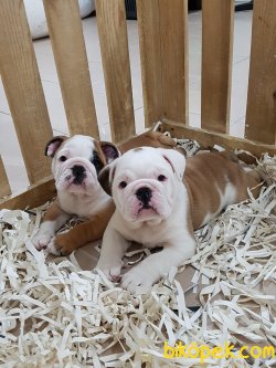 Orjinal Sevimli English Bulldog Yavruları Istanbul 2