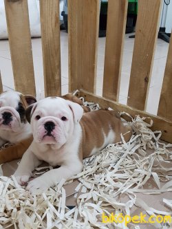 Orjinal Sevimli English Bulldog Yavruları Istanbul 1