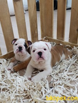 Orjinal Sevimli English Bulldog Yavruları Istanbul 3