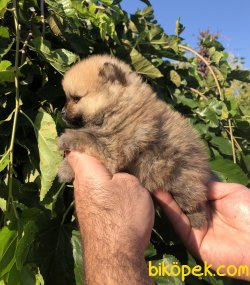 Orjinal Sevimli Pomeranian Boo Yavrularımız 5