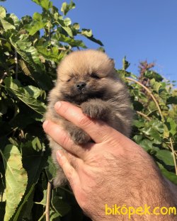 Orjinal Sevimli Pomeranian Boo Yavrularımız 2