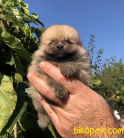 Orjinal Sevimli Pomeranian Boo Yavrularımız 4