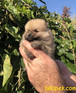 Orjinal Sevimli Pomeranian Boo Yavrularımız 1