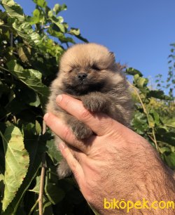 Orjinal Sevimli Pomeranian Boo Yavrularımız 3