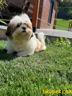 ORJINAL SEVIMLI SIHIH TZU YAVRULARI 5