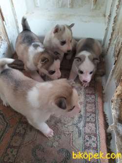 ORJİNAL SİBİRYA KÖKENLİ HUSKY 5