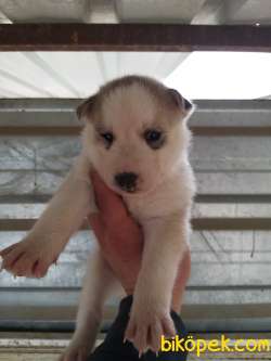 ORJİNAL SİBİRYA KÖKENLİ HUSKY 2