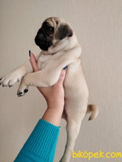ORJİNAL SIFIR BURUN PUG-MOPS-RIFKI 2