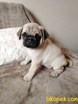 ORJİNAL SIFIR BURUN PUG-MOPS-RIFKI 1
